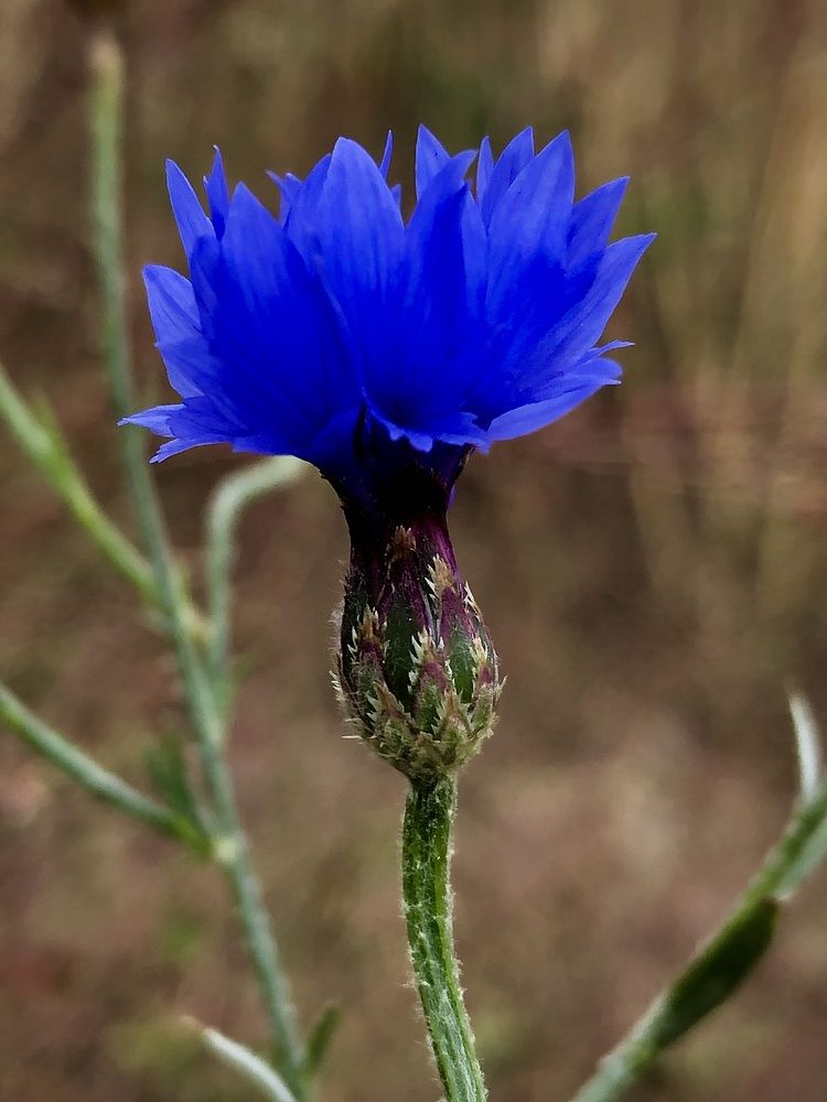 Фотография автора Евгения Елисеева