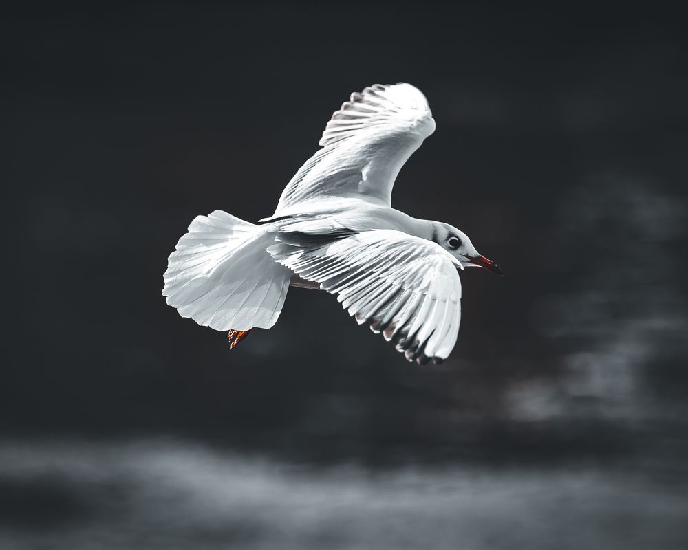 Фотография автора Adel Abdulla