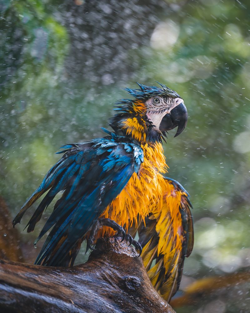 Фотография автора Adel Abdulla