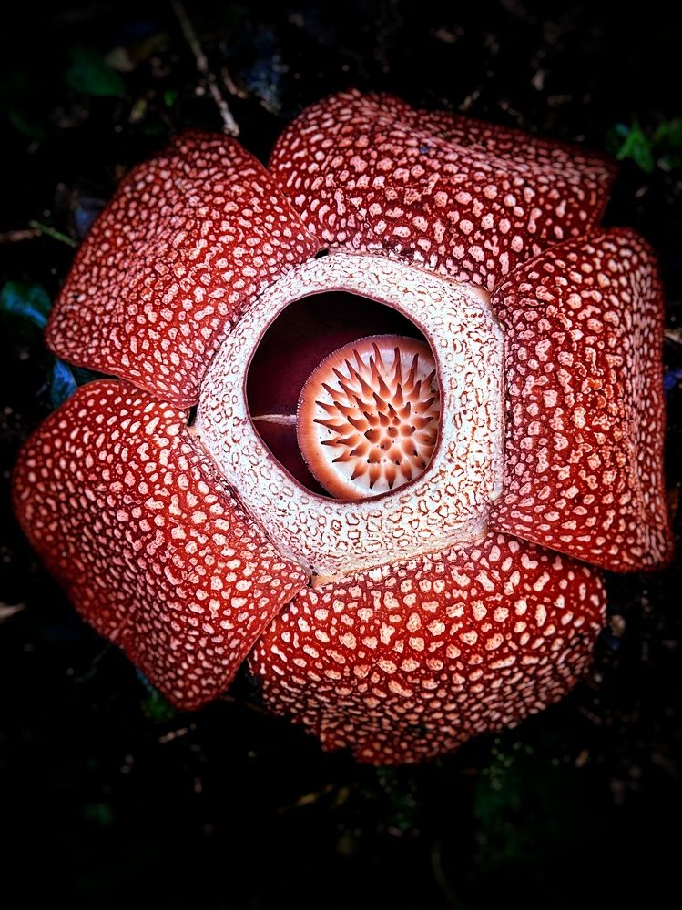 Rafflesia Arnoldii