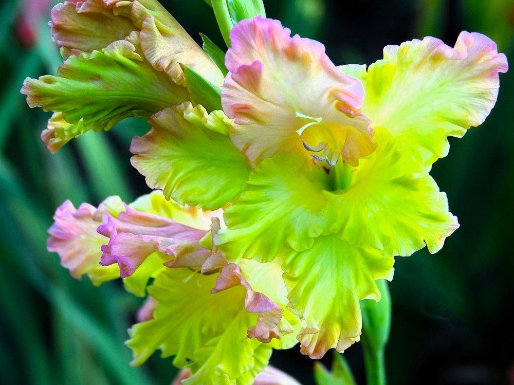 Photograph by jelena konickaja