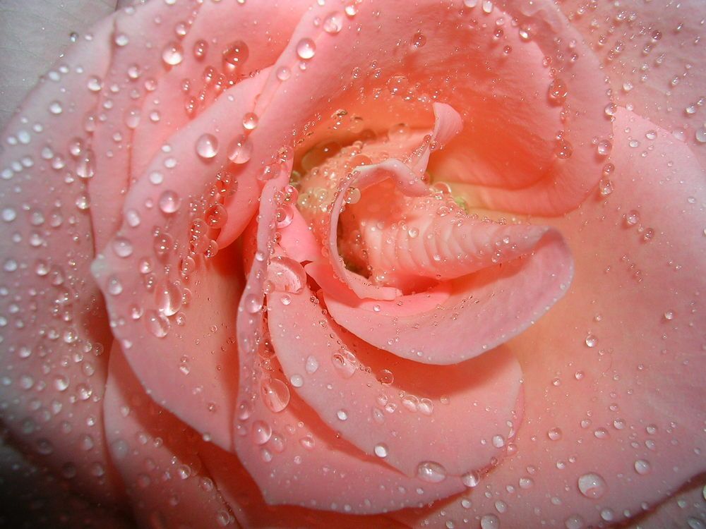 Photograph by Анна Шекурова