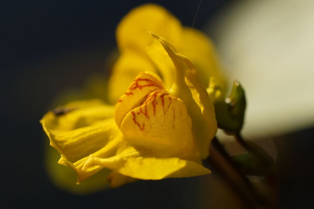 Мое имя - cтершийся Иероглиф Мои одежды залатаны ветром Что несу я в зажатых ладонях Меня не спросят, и я не отвечу