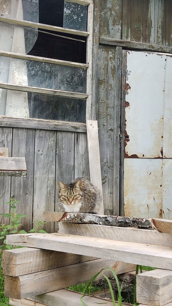 Дворовой кот