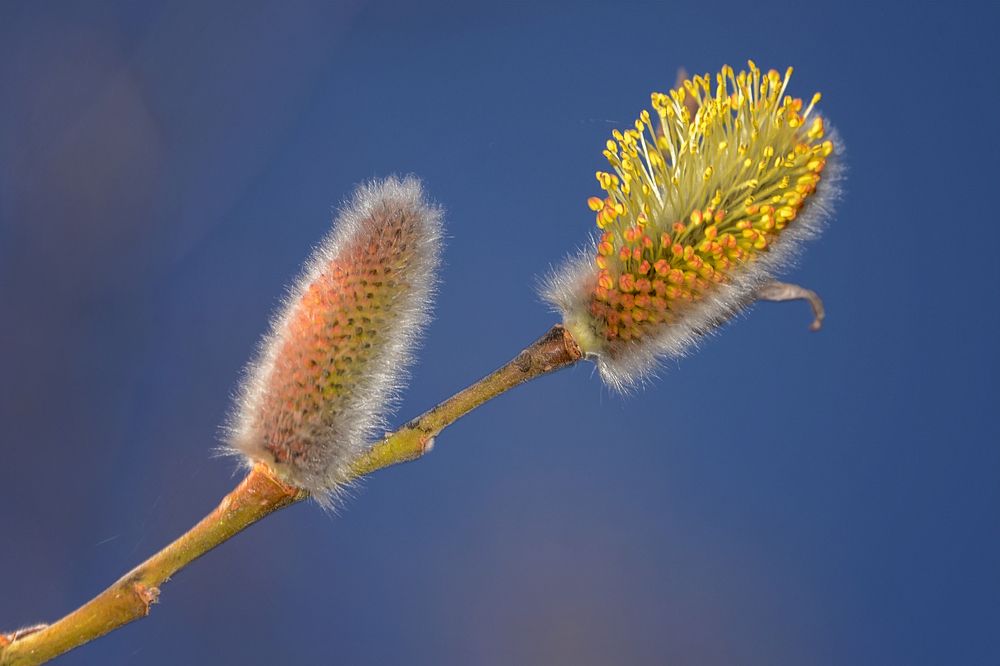 Photograph by Александр Шипиленко