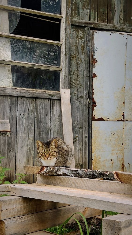 Дворовой кот