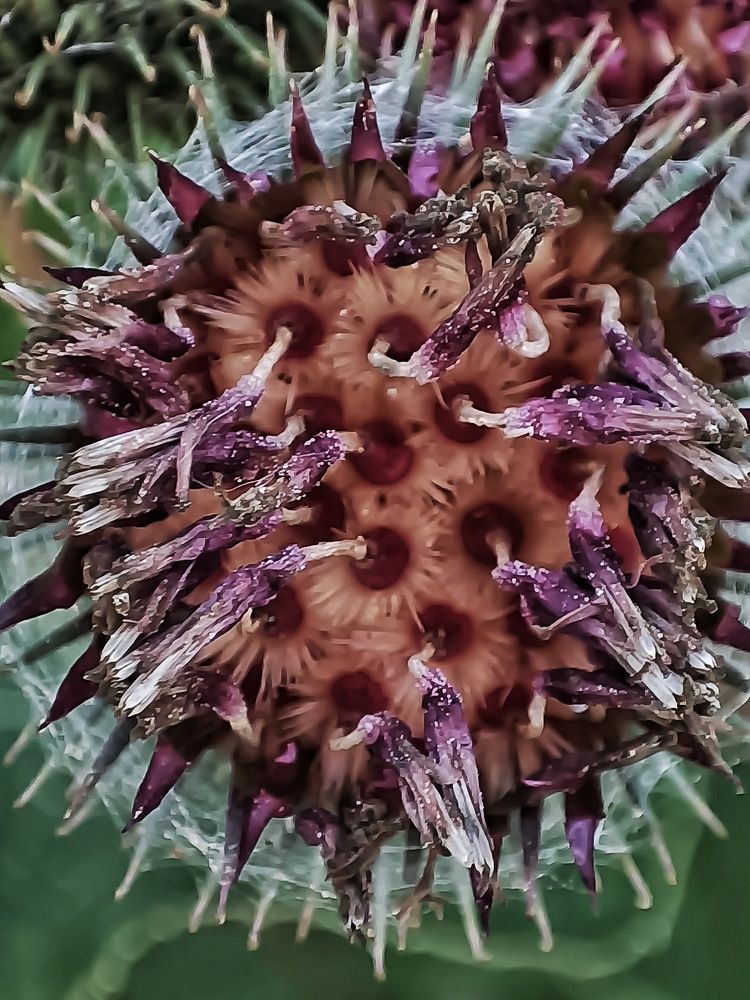 Photograph by Елена Пархоменко