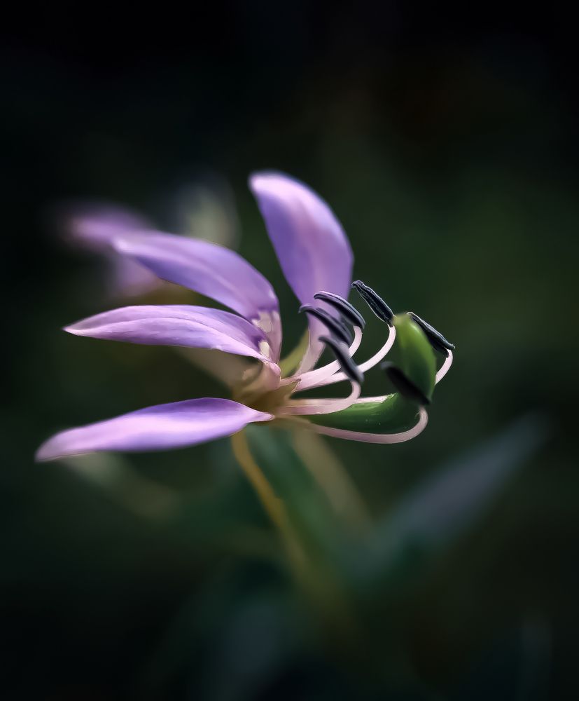 Photograph by A .Thimira dinisuru