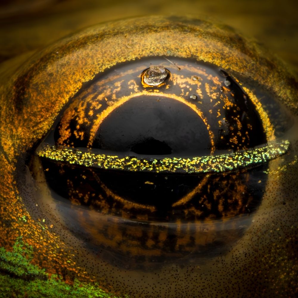 Photograph by Derek Moorse