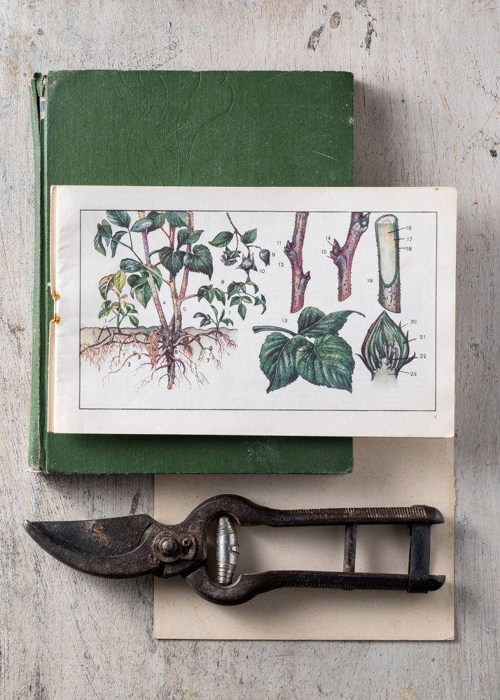 Фотография автора Anna Ilieva-Alikaj