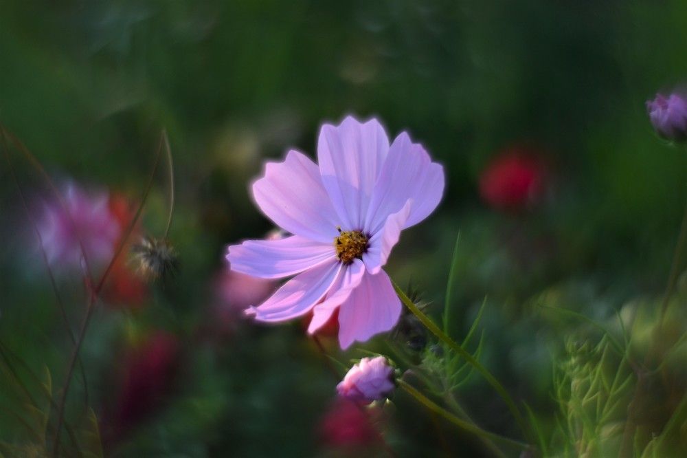 Photograph by Сергей Шевырин