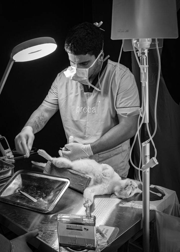 Sin título de la serie Black Dog.