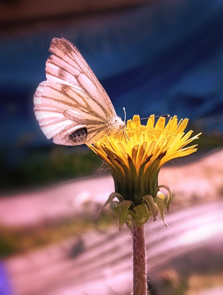 Photograph by Анна Скряжевская