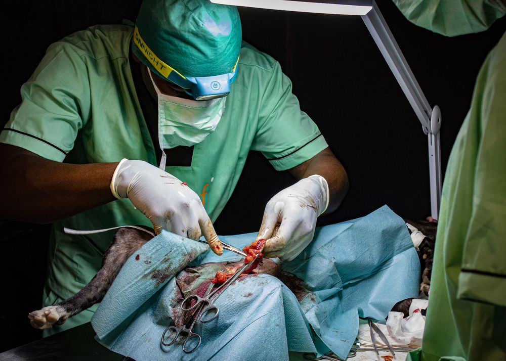 Sin título de la serie Black Dog.