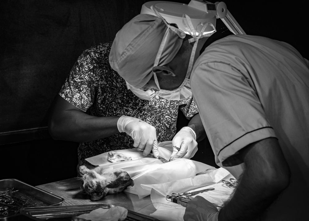 Sin título de la serie Black Dog.