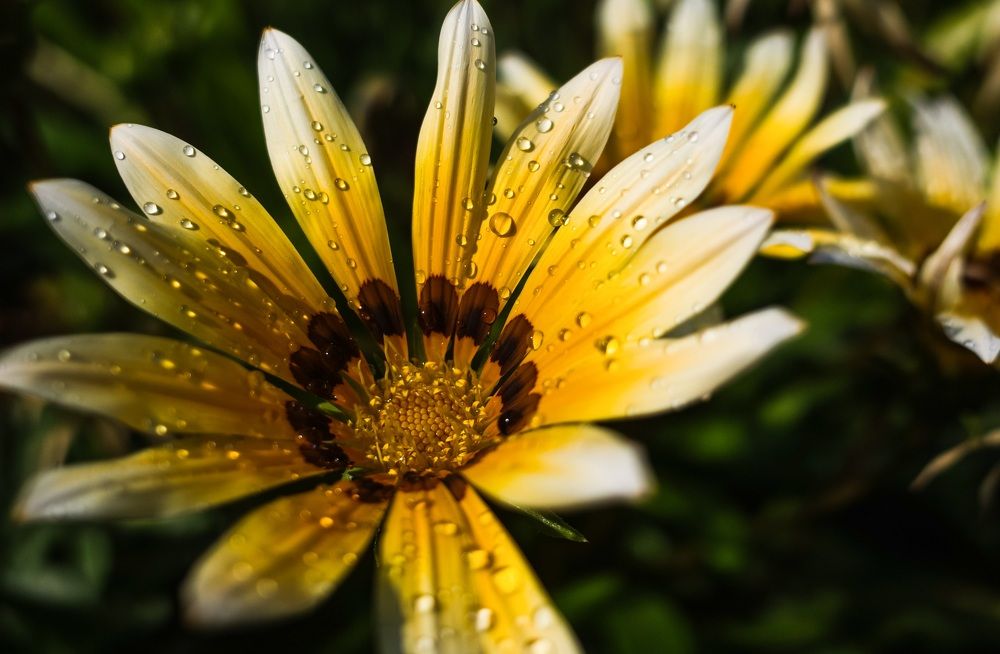 Photograph by Алла Никушкина