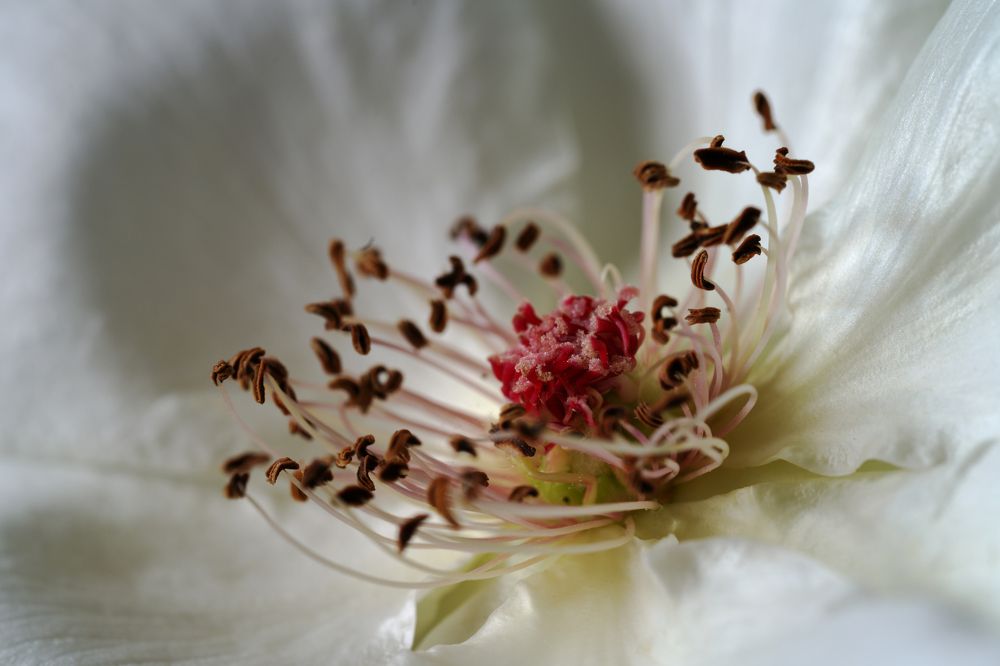 Photograph by Алина Еникеева