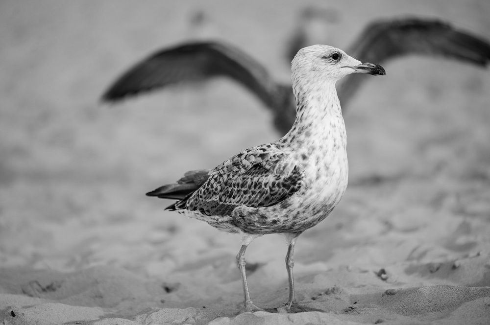 seagull