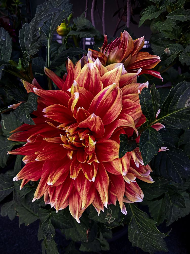 Photograph by Shahzad