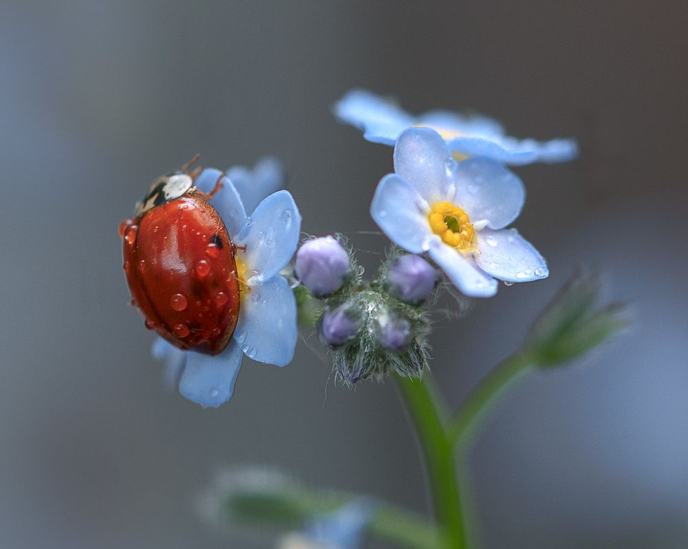 Photograph by LYUDMYLA POKRYSHEN
