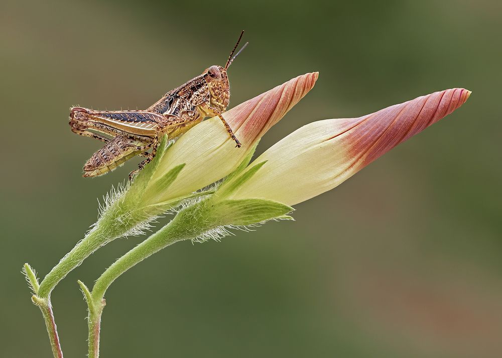 Photograph by Mario Fiorucci