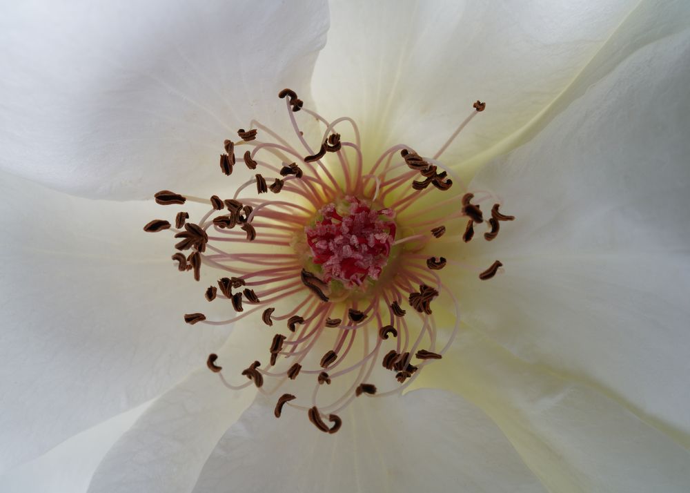 Photograph by Алина Еникеева