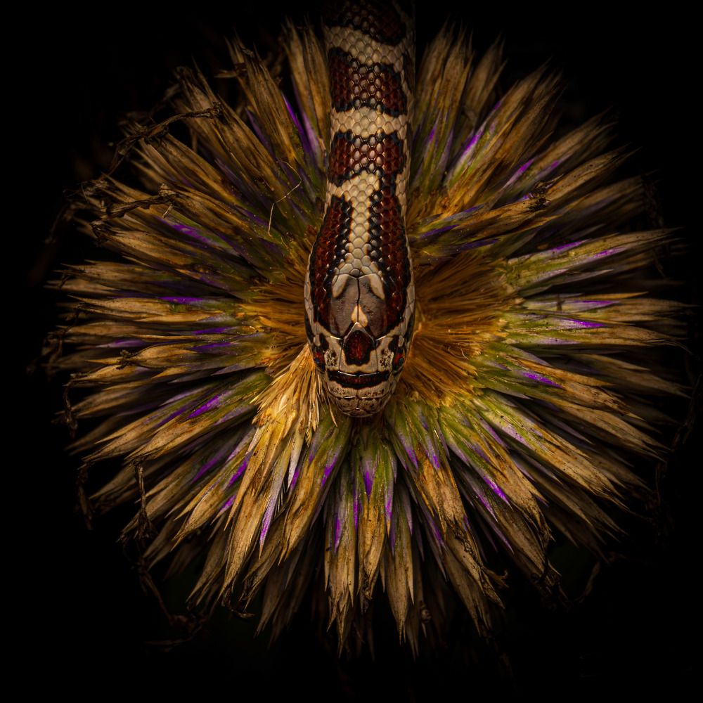 Photograph by Derek Moorse