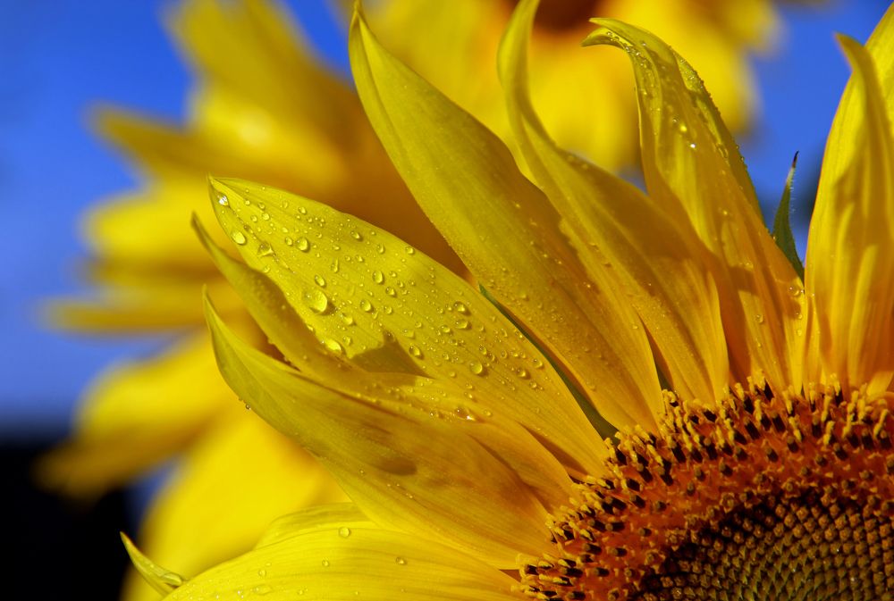 Солнечные лучи