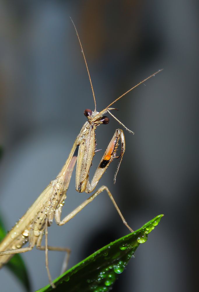 Don't disturb me, I am praying to god.