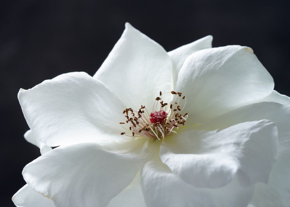 Photograph by Алина Еникеева