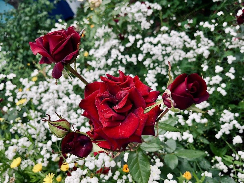 Photograph by Александр Михайлович