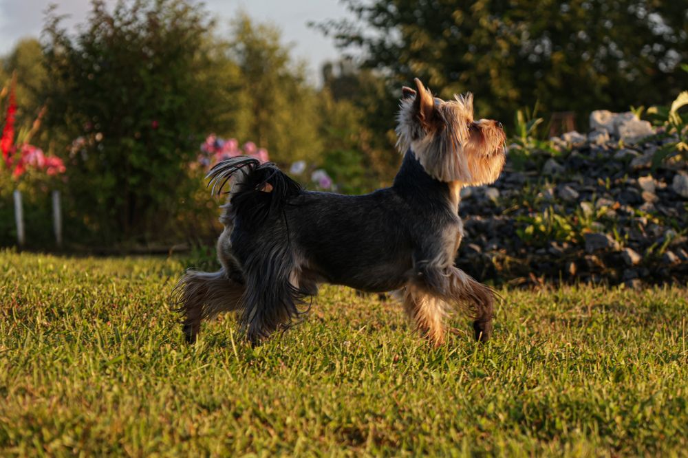 Бег трусцой