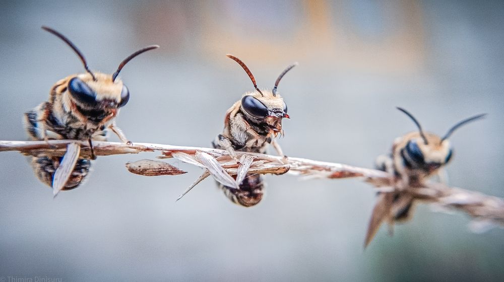 Photograph by A .Thimira dinisuru