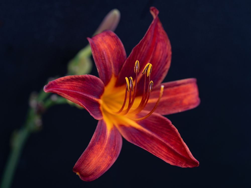 Photograph by Алина Еникеева