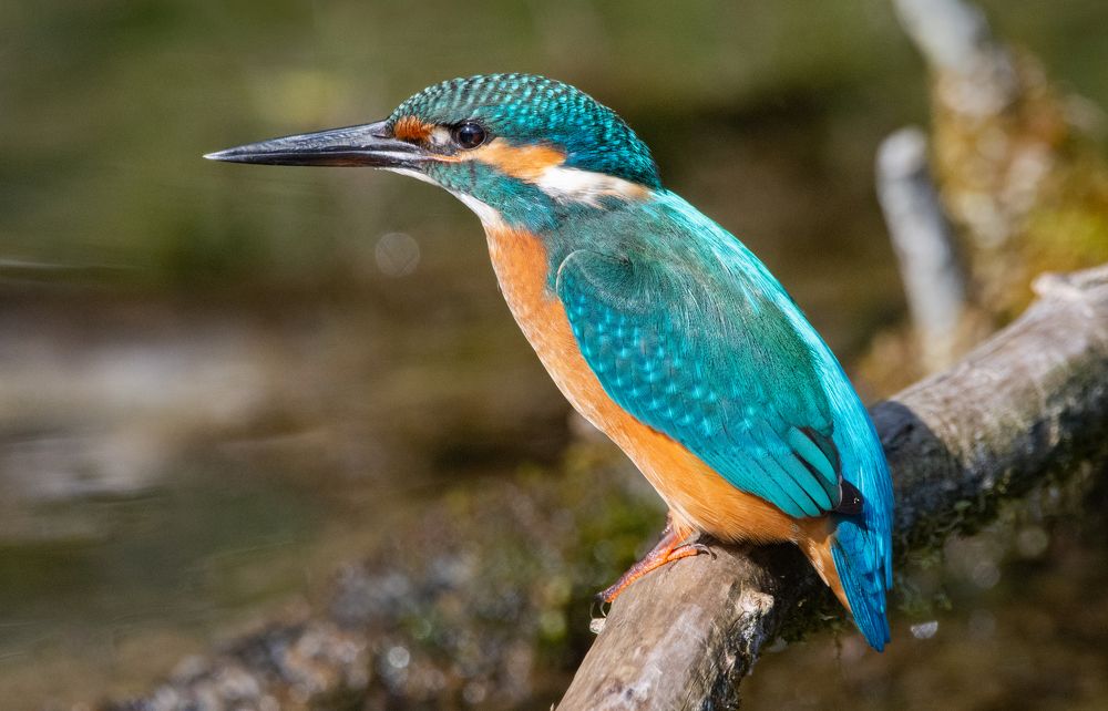 Фотография автора Татьяна Ливеровская