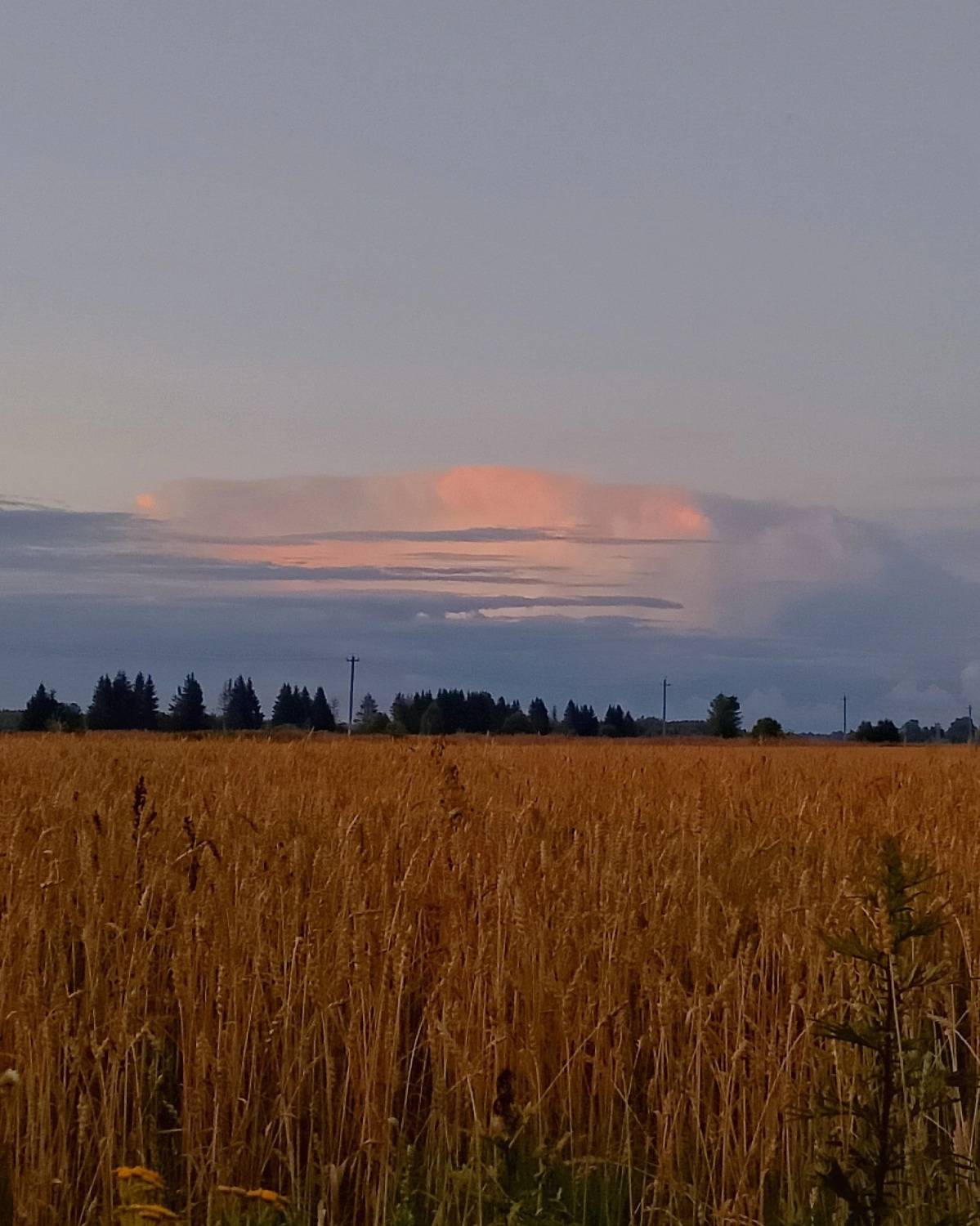 Photo #10960454