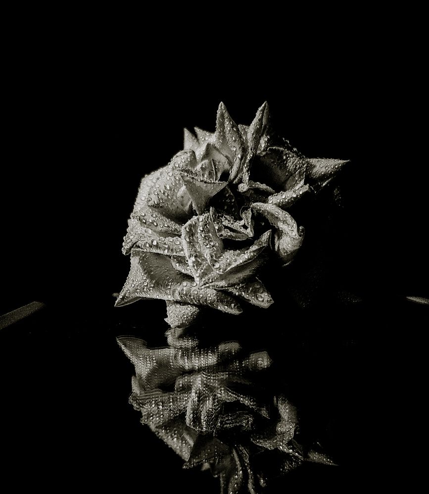 Photograph by Tajudin Shaik