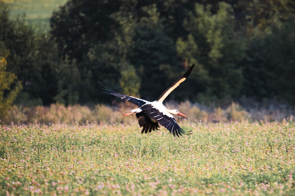 Photograph by Мария Ирешева