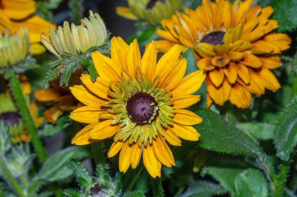 Фотография автора Ruslan Badykov