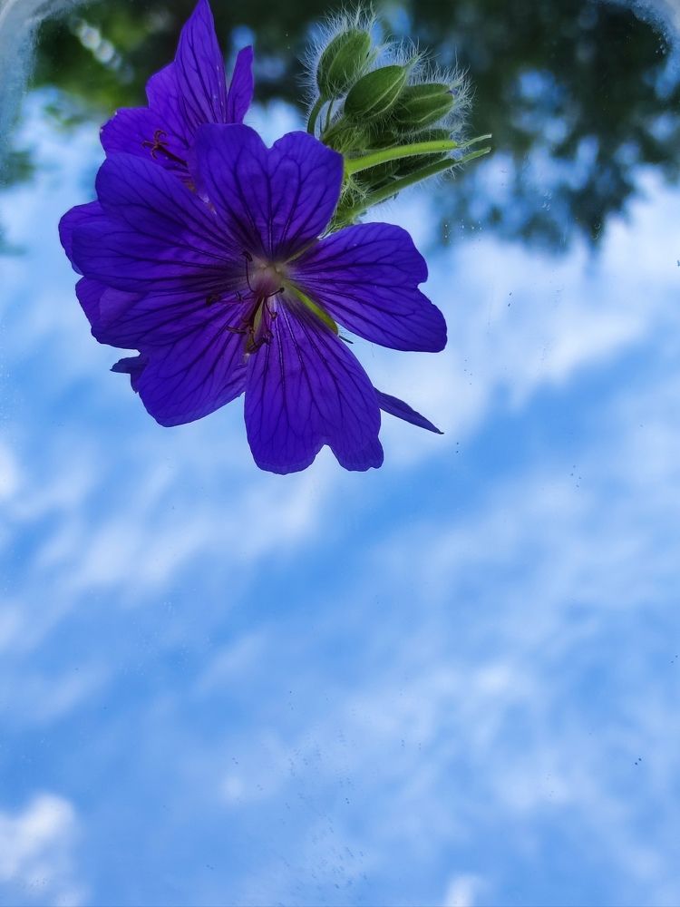 Фотография автора Елена Рузинова