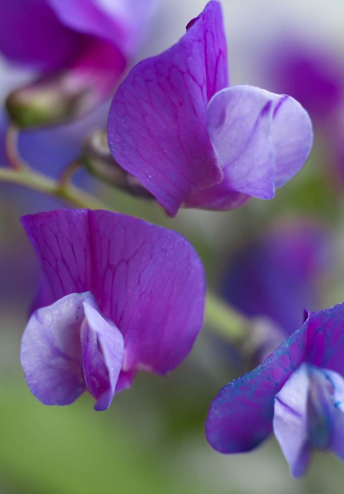 Photograph by Соболева Яна