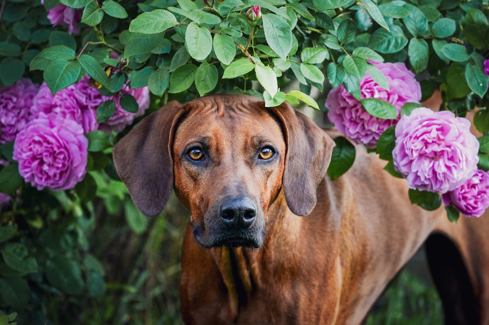 Фотография автора Viktória Bertha