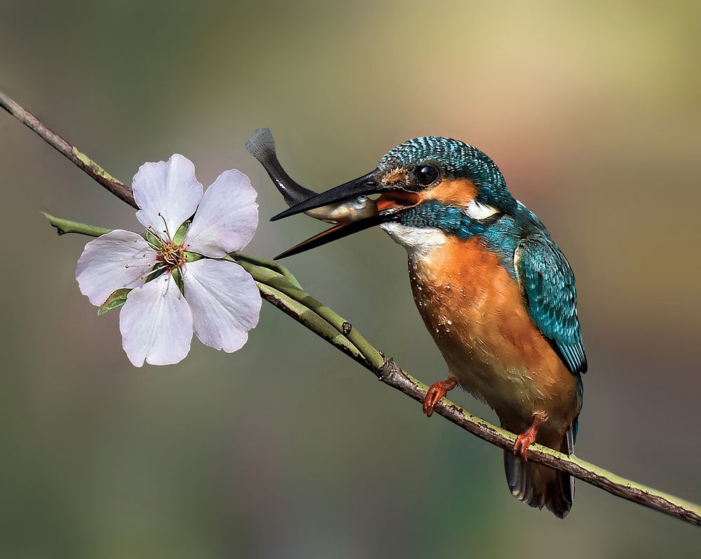 Photograph by TEVFIK ILERI