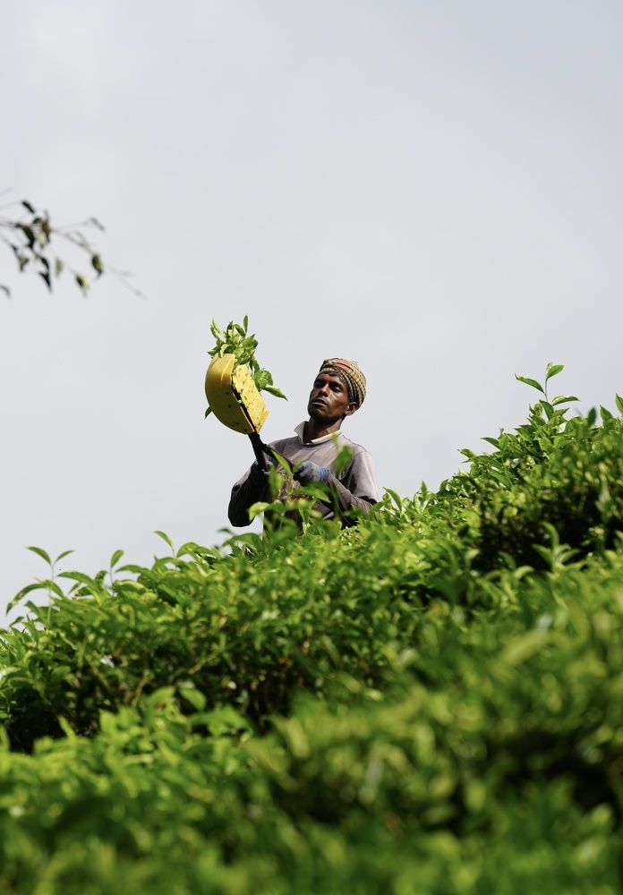 Фотография автора Светлана Зимина