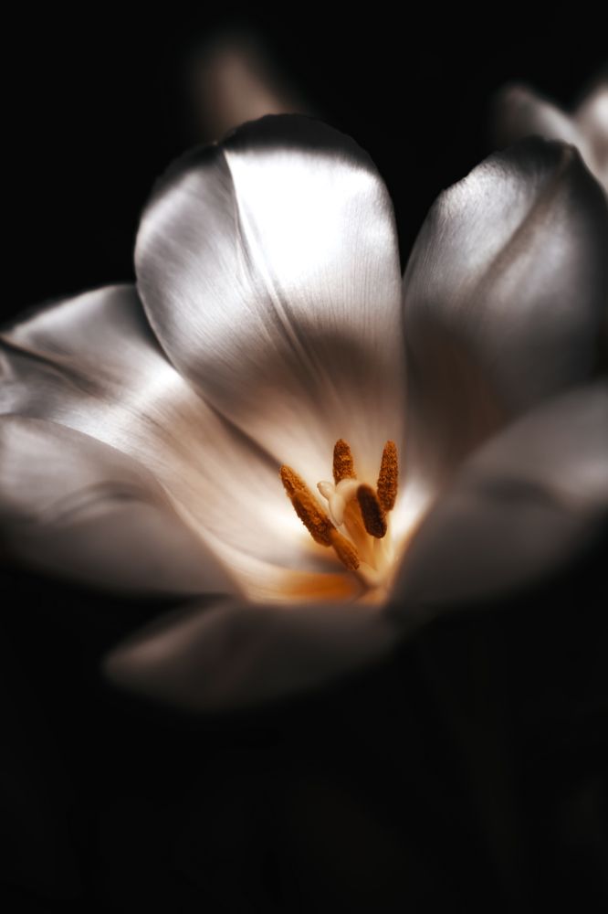 Photograph by Anya Lo