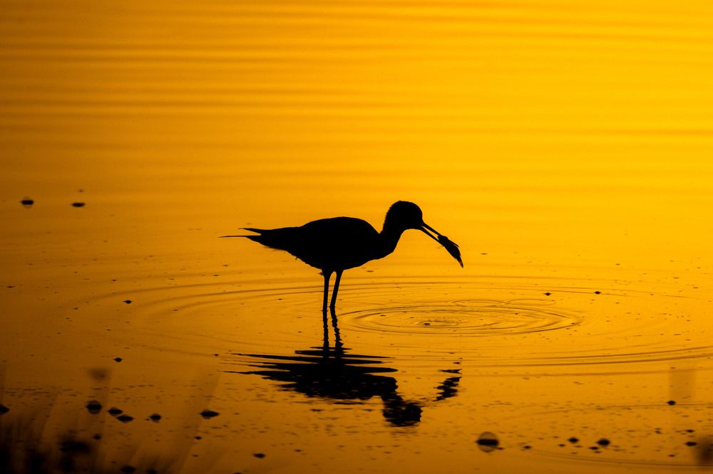 Фотография автора Kimia Shad