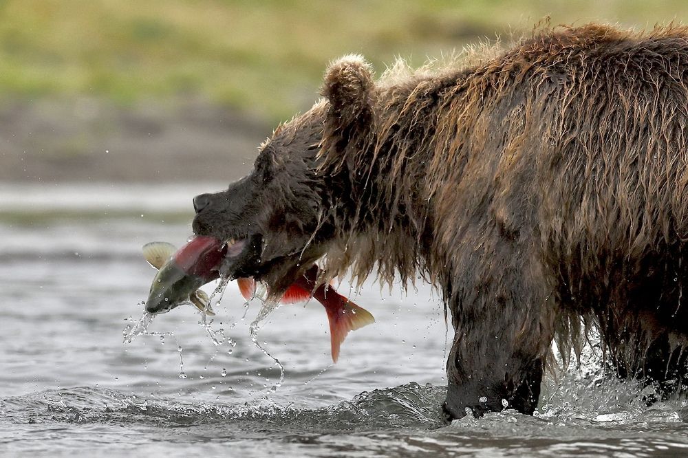 Photograph by Леонид Голубков