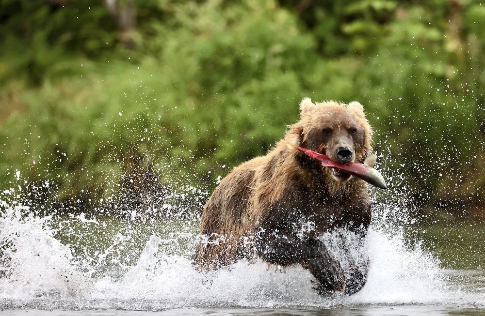 Поймал рыбку