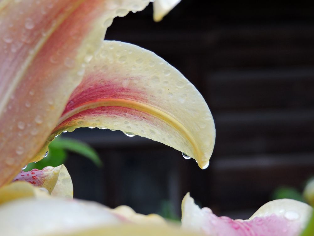 Photograph by Tatiana