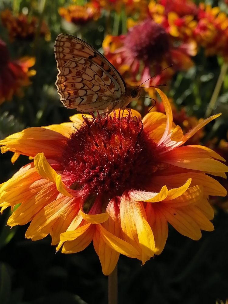 Photograph by Анжелика